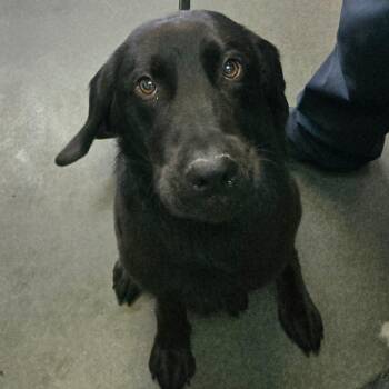 BC-Stray (Rocket) -  Black Labrador Retriever Dog for Adoption in Idaho Falls, Idaho - BC-Stray (Rocket) | PetCurious