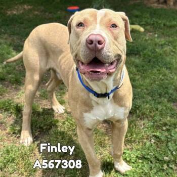 Pit Bull Terrier and Mixed Breed Dogs Available for Adoption - FINLEY | PetCurious