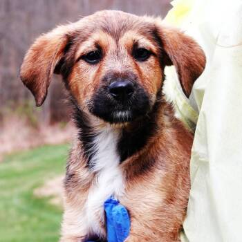 Shepherd and Border Collie Dogs Available for Adoption in Eastford, Connecticut - CT TJ Maxx | PetCurious