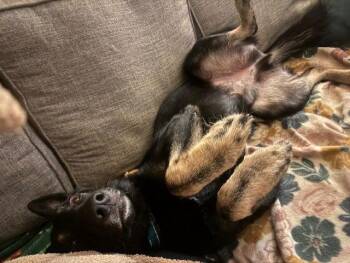 German Shepherd Dog Dogs Available for Adoption - King 7277 | PetCurious