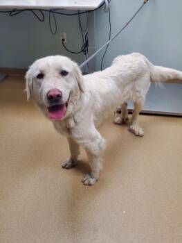 Great Pyrenees and Mixed Breed Dogs Available for Adoption - LADY | PetCurious
