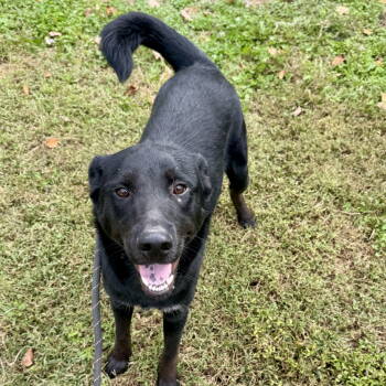 Rescue Black Labrador Retriever Dogs for Adoption - Rip | PetCurious