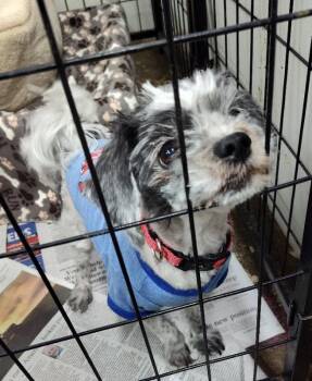Shih Tzu and Bichon Frise Dogs Available for Adoption in Mukwonago, Wisconsin - Miss Marley | PetCurious