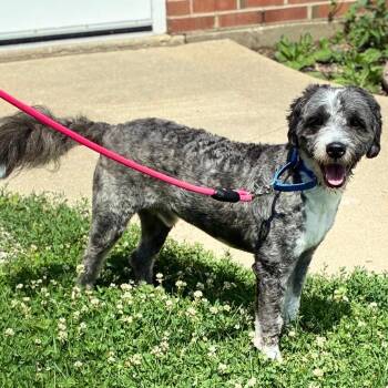 Ralphee -  Sheep Dog and Poodle Dog for Adoption in South Elgin, Illinois - Ralphee | PetCurious