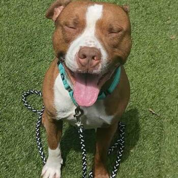 Kane -  Mixed Breed Dog for Adoption in Davenport, Iowa - Kane | PetCurious