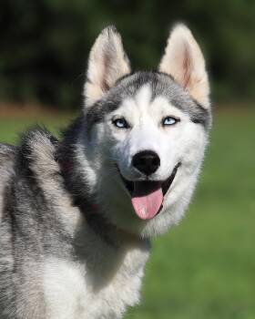 Rescue Siberian Husky Dogs for Adoption in North Fort Myers, Florida - Carly (Medical Hold HWT) | PetCurious
