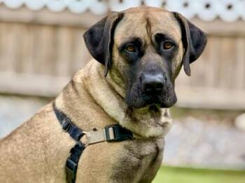 Mona -  Black Mouth Cur and Mixed Breed Dog Available for Adoption in Port St. Joe, Florida - Mona | PetCurious