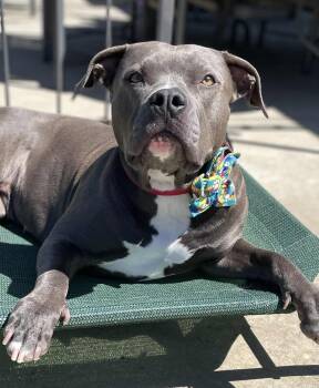 Chloe -  American Staffordshire Terrier Dog for Adoption in Rocklin, California - Chloe | PetCurious