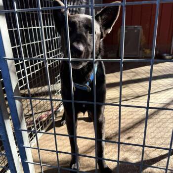 Rescue Mixed Breed Dogs for Adoption in Huntington, West Virginia - Loki Stray Hold 11/22 | PetCurious