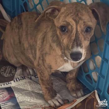 Labrador Retriever and Shepherd Dogs Available for Adoption in Washington, District Of Columbia - Ms. Javadi | PetCurious