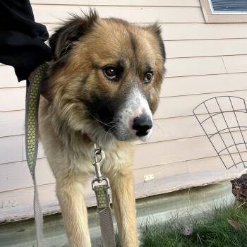 Rescue Mixed Breed Dogs for Adoption in Tacoma, Washington - Scrappy | PetCurious