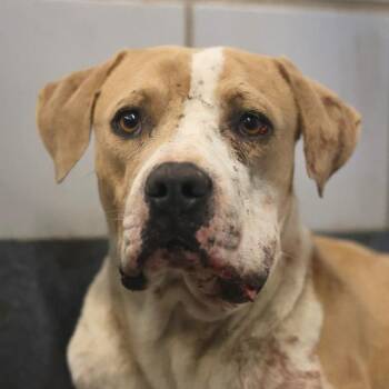 Boxer Dogs Available for Adoption - SLICK | PetCurious