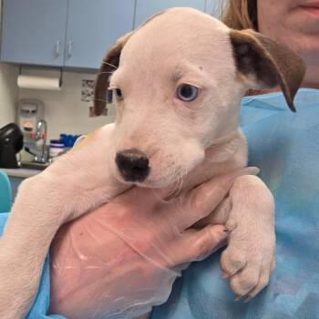 Cinnamon Raisin Bagel -  Mixed Breed Dog for Adoption in Charleston, West Virginia - Cinnamon Raisin Bagel | PetCurious