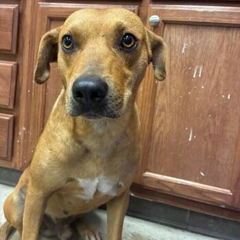 Boston -  Mountain Cur Dog for Adoption in West Point, Mississippi - Boston | PetCurious