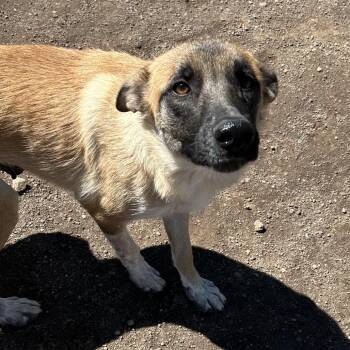 Shepherd Dogs Available for Adoption in Flagstaff, Arizona - Monica- In Foster! | PetCurious