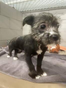 The Vet -  Mixed Breed Dog for Adoption in Nashville, Tennessee - The Vet | PetCurious