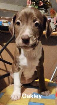 Oakley -  American Staffordshire Terrier Dog for Adoption in Manchester, Connecticut - Oakley | PetCurious