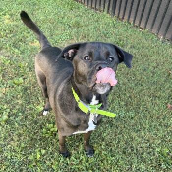 Boxer and Mixed Breed Dogs Available for Adoption in Roanoke, Virginia - Zoe | PetCurious