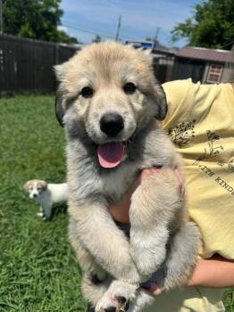 Hawthorn -  Great Pyrenees Dog for Adoption in Taycheedah, Wisconsin - Hawthorn | PetCurious