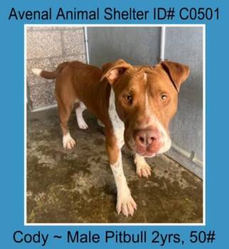 Rescue Pit Bull Terrier Dogs for Adoption in Avenal, California - Cody | PetCurious