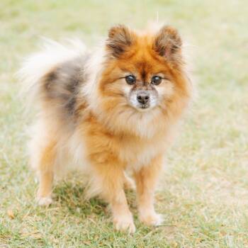 Rescue Pomeranian Dogs for Adoption in Northbrook, Illinois - Sunset | PetCurious