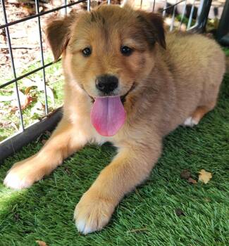 Girl 1 -  Carolina Dog and Chow Chow Dog for Adoption in Pelzer, South Carolina - Girl 1 | PetCurious