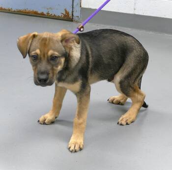 THOR -  Mixed Breed Dog for Adoption in Beech Bottom, West Virginia - THOR | PetCurious
