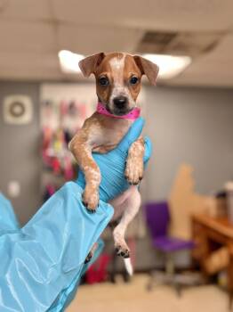 Rescue Pit Bull Terrier and Mixed Breed Dogs for Adoption in Chillicothe, Ohio - Louise | PetCurious