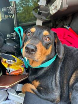 Sweet Potato -  Black And Tan Coonhound Dog for Adoption in Mobile, Alabama - Sweet Potato | PetCurious