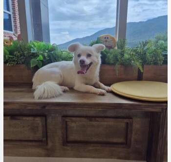 ELLIN -  Jindo and Spitz Dog for Adoption in Agoura Hills, California - ELLIN | PetCurious