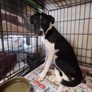 Ombretta -  Mixed Breed Dog for Adoption in Boaz, Alabama - Ombretta | PetCurious