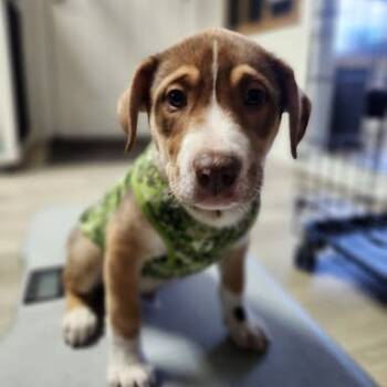 Rescue Husky and Mixed Breed Dogs for Adoption in Belfair, Washington - Mel | PetCurious