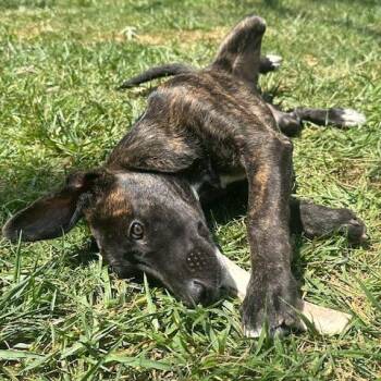 Tapanga -  Labrador Retriever and German Shepherd Dog Dog for Adoption in Dayton, Ohio - Tapanga | PetCurious
