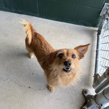 Frisson -  Terrier and Mixed Breed Dog for Adoption in Carencro, Louisiana - Frisson | PetCurious