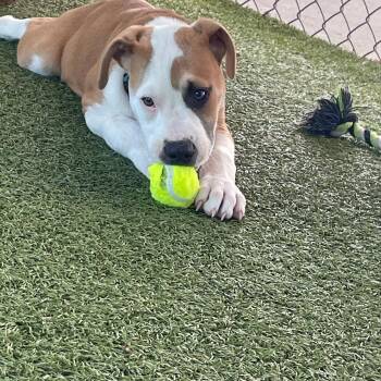 Pit Bull Terrier Dogs Available for Adoption in Boonville, Missouri - Blaze | PetCurious