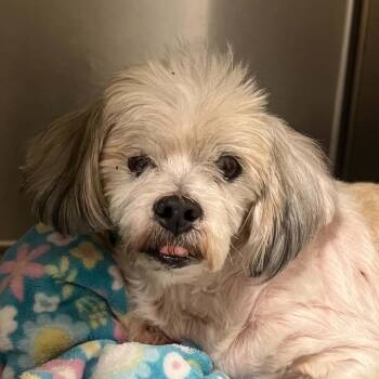 ECHO -  Terrier Dog for Adoption in Graham, Washington - ECHO | PetCurious
