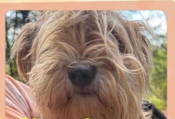 Winnie (GA) -  Terrier Dog for Adoption in New York, New York - Winnie (GA) | PetCurious