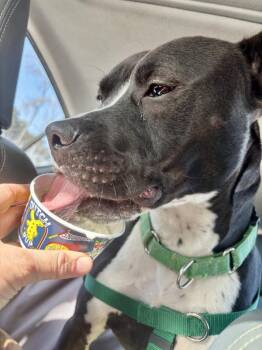 Pit Bull Terrier Dogs Available for Adoption - Bruce | PetCurious