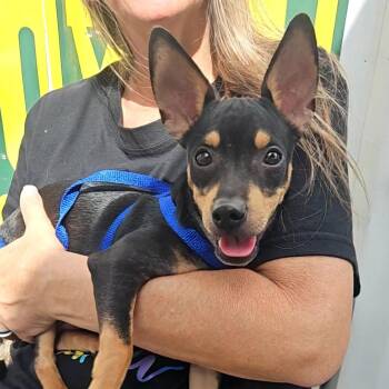 Beans -  Miniature Pinscher and Mixed Breed Dog for Adoption in Corpus Christi, Texas - Beans | PetCurious