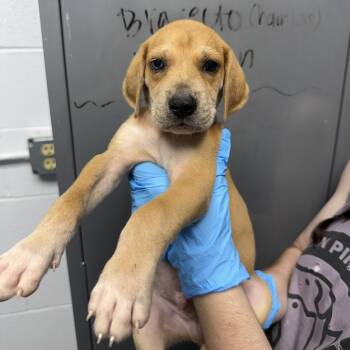 Black Mouth Cur and Treeing Walker Coonhound Dogs Available for Adoption in Hattiesburg, Mississippi - Agriculture | PetCurious