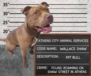 WALLACE SHAW - STRAY HOLD UNTIL 8/16/26 -  Pit Bull Terrier Dog for Adoption in Athens, Alabama - WALLACE SHAW - STRAY HOLD UNTIL 8/16/26 | PetCurious