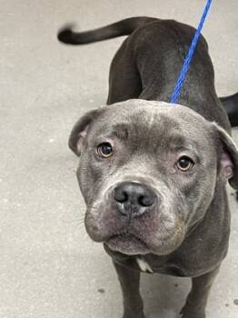 Rescue Mixed Breed Dogs for Adoption in West Chester, Pennsylvania - Elphaba | PetCurious