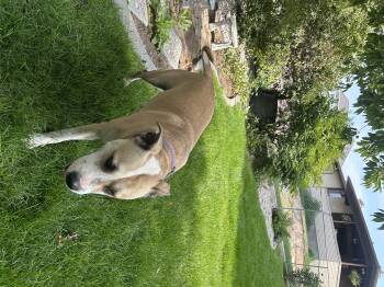 Rescue Labrador Retriever and American Staffordshire Terrier Dogs for Adoption in Pocatello, Idaho - Sugar | PetCurious