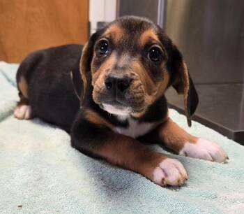 Charley -  Hound and Beagle Dog for Adoption in Sandusky, Ohio - Charley | PetCurious