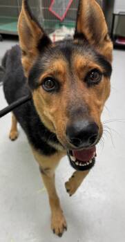 German Shepherd Dog and Mixed Breed Dogs Available for Adoption in Savannah, Georgia - Dirkie | PetCurious