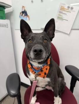 Rescue Labrador Retriever and Mixed Breed Dogs for Adoption in Voorhees Township, New Jersey - Tracie | PetCurious