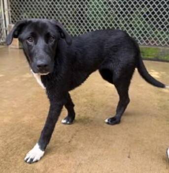 Juno -  Labrador Retriever and Mixed Breed Dog for Adoption in Morristown, New Jersey - Juno | PetCurious