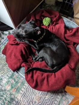 Slayyyter -  Mixed Breed Dog for Adoption in Atlanta, Georgia - Slayyyter | PetCurious