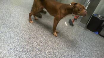 A1266372 -  Boxer and Mixed Breed Dog for Adoption in Charlotte, North Carolina - A1266372 | PetCurious