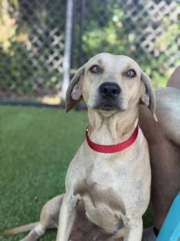 Marisol -  Hound Dog for Adoption in Lakeland, Florida - Marisol | PetCurious